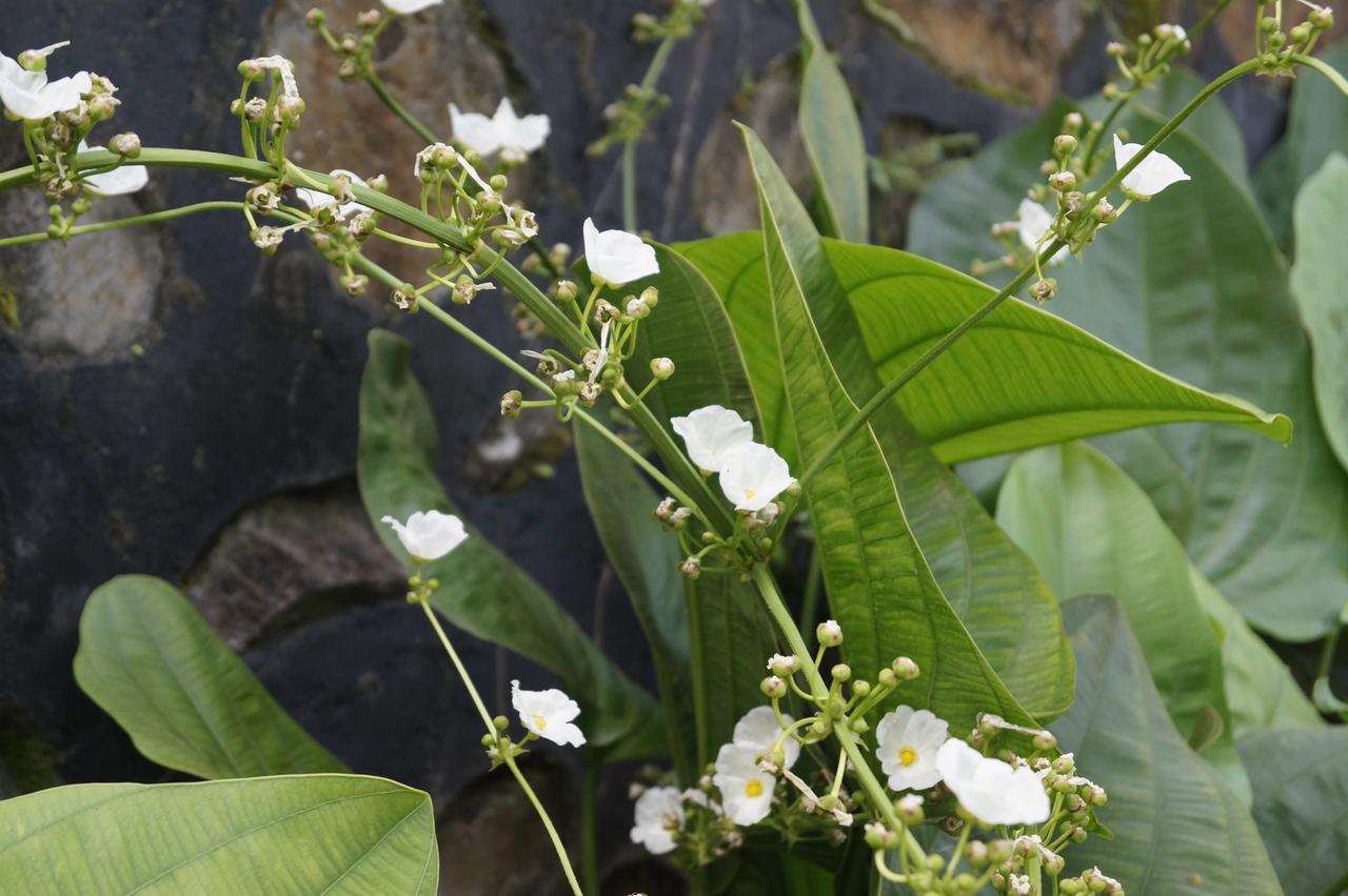 سينغيغي Sasak Lebung Home المظهر الخارجي الصورة